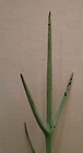 Old Original Tree Branch Lightning Rod Weathervane Tip Top Finial  1