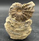 Rare 3    Texas Fossil Woodbine Ammonite  Conlinoceras Tarrantense  Natural Stand 