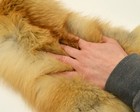 Tanned Red Fox  Winter    heavy Fur    Western - Notail Grade