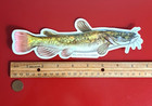 Epf Flathead Catfish  realistic  Die Cut Glossy Sticker 