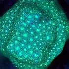 Bruce Banner Leptastrea Live Saltwater Lps Coral Frag For Reef Aquarium