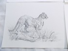 Western Wildlife Portfolio 12 Animal Sketch Prints 9 X 1 2 James Jokerst Artist
