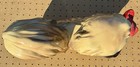 Large Vintage Pottery Pekingese Dog Figurine Statue Ceramic Pekingese 13 Inch