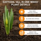Garden State Bulb All-in-one Mixed Daffodil Flower Bulbs  12 14cm  Fall Planting