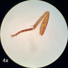 Fisher Scientific Micromaster Model E Microscope W  4 10 40 100x Objectives