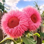50pcs Pink Giant Teddy Bear Sunflower Seeds     Fluffy Double Blooms