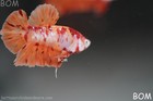 Live Betta Male Orange Red Fancy Koi Metallic Hmpk   Bom352