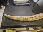 Scrimshaw Resin Walrus Tusk Feat  The Ship Charles W Morgan New Bedford  20  