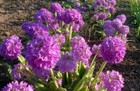 Primula Denticulata Mix Colours 1000 Seeds  
