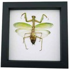 Praying Mantis Green Leaf Mimic Framed Insect Taxidermy Classic Black Display