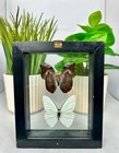 Real Butterflies 2  In Black Frame Double Glass A  Grade Specimen 
