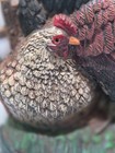 Cast Iron Rooster And Hen Vintage Door Stop Hand Painted Farm  12  By 14 