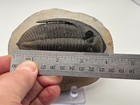 Trilobite Fossil  Zlichovaspis  odontochile  From Morocco  1 Free Shipping To Us