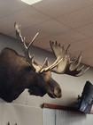 Alaskan Yukon Moose Shoulder Mount Outside Spread Approx 65  Detachable Antlers 