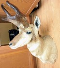 Very Nice Large Pronghorn Antelope Taxidermy Shoulder Mount Cabin Decor