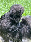 12  Purebred Silkie Hatching Eggs