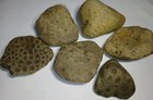 Michigan Petoskey Stone Lot 1 Pound Unpolished Natural Great Lakes Fossils 