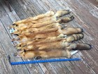 Beautiful Lg - Xlg  Red Fox Soft Tanned Fur skin hide hunting Lodge taxidermy  