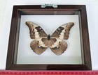 Real Framed Butterfly Morpho Rhetenor Helena Mounted Double Glass 