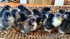 12 Black Copper Marans Hatching Eggs   Npip   Shipped In Foam