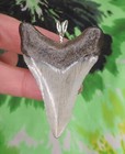 Megalodon Sharks Tooth Pendant Nice No Restorations Fossil Sharks Teeth Tooth