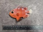 Red Bigeye Priacanthus Macracanthus  Taxidermy Real Fish Skin Mount