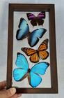 Real Framed Butterflies 4 Amazing Butterflies Mounted Double Glass Size 5 5x10 5