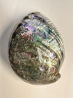 Vintage Abalone Shell Paua Very Rare unique Polished On Both Sides 6 25    X 5   