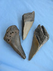 Megalodon Lot Of 3 Teeth No Restoration Fossil Sharks Tooth