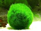 Marimo Moss Ball 0 25 Inch Cladophoralive Aquarium Plant Fish Tank