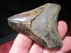 3-7 16 Inch Megalodon Shark Tooth Fossil Fish Teeth Prehistoric Scuba Treasure