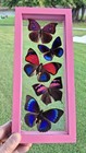 Real Framed Butterflies 5 Amazing Butterflies Mounted Double Glass Size 4 5x10 5