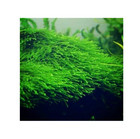 Java Moss Taxiphyllum Barbieri Easy Live Aquarium Plant