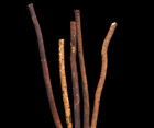 Organic Miswak Sticks  Traditional Islamic Olive Toothbrush