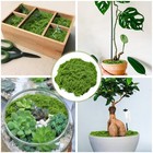 Fake Green Moss For Crafts 5 3 Oz Decorative Artificial 5 29 Oz  5 3oz