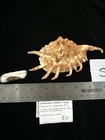Lambis Lambis X Millapida Hibreed 136 8mm Philippines  s649 