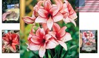 Red   White Amaryllis Bulb     Brilliant Blooms In Just 6-8 Weeks  Indoor outdoor