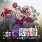 Dried Pressed Flowers  120 Pcs Dried Flowers For Resin Molds  Real Dried Flow 