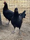 10  Mel Sims Black brown Red Gamefowl Hatching Eggs