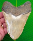 Megalodon Shark Tooth Real Fossil -xl 5 24     Heavy 11 6 Ounces  Big Huge 
