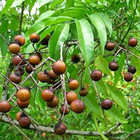 Beauflora Rudraksha Medicinal Plant   Seedling Plant   2 Bare-root Plants