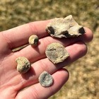 Texas Fossil Collection Pennsylvanian Age Gastropods Brachiopod Etc