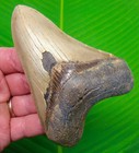 Megalodon Shark Tooth  4 75    Real Fossil  Big Sharks Teeth Xl