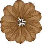Leaf Litter For Snakes  10 Pcs Medium Indian Almond Catappa Leaves Substrate Mai