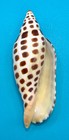 Scaphella Mercedesae     Volute     Tortuga Terrace     118 9mm