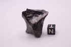 Canyon Diablo Iron Meteorite 46 7 Grams 1  5 Inch  Killer Piece  Cleaned Beauty 