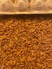  huge Sale  Live Mealworms - 500 Large Or Medium Sized - Reptile Food