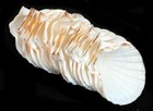 25 Lg White Irish Baking Scallop Shells  4-4 5   Restaurant Quality Beach Dining