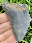 Natural Beautiful 2 90    Megalodon Tooth Fossil Shark Teeth