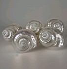 Lot Of 5 Satin Pearl Green Turbo Marmoratus Iridescent Seashell 95- 100 mm  Nice